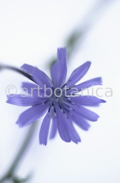 Chicory-6