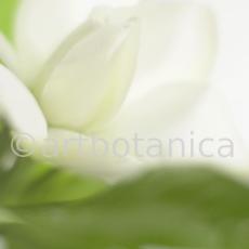 Gardenie-Gardenia-jasminoides-6