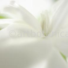 Gardenie-Gardenia-jasminoides-10