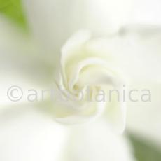 Gardenie-Gardenia-jasminoides-11