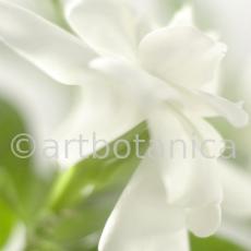 Gardenie-Gardenia-jasminoides-8