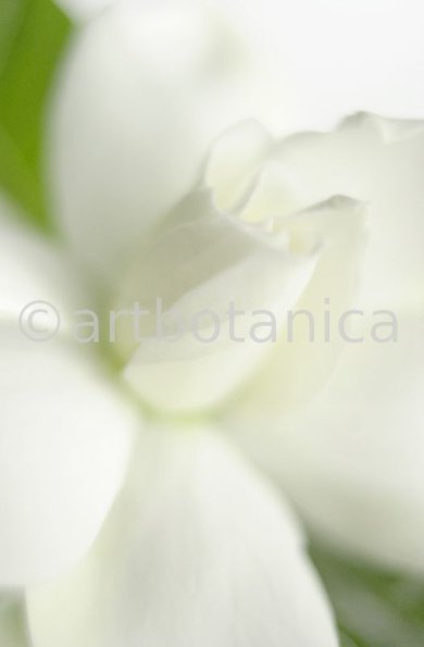 Gardenie-Gardenia-jasminoides-1
