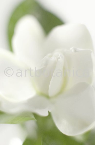Gardenie-Gardenia-jasminoides-2