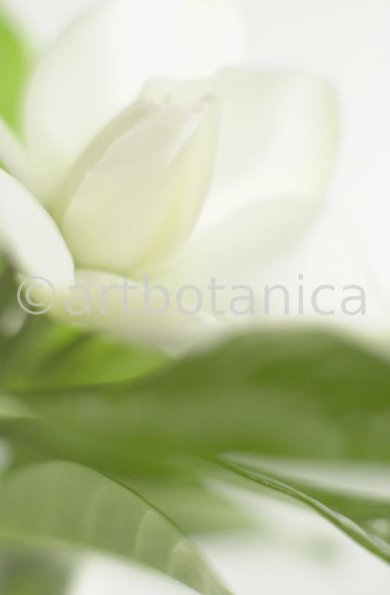 Gardenie-Gardenia-jasminoides-6