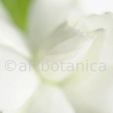 Gardenie-Gardenia-jasminoides-4