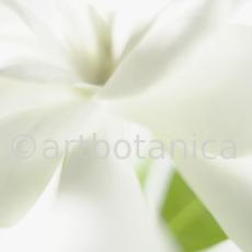 Gardenie-Gardenia-jasminoides-12