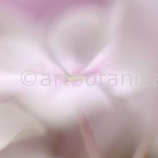Hortensie-rosa--Hydrangea-24