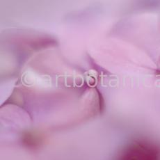 Hortensie-rosa--Hydrangea-2