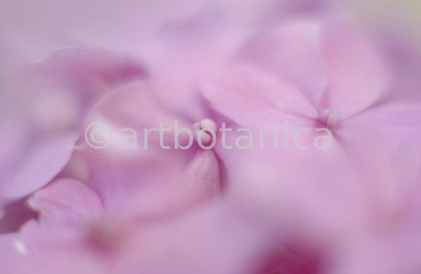 Hortensie-rosa--Hydrangea-2