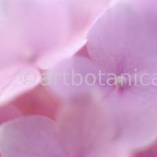 Hortensie-rosa--Hydrangea-1