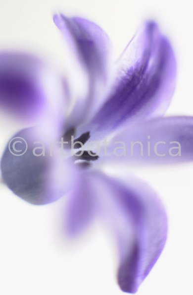 Hyazinthe-Hyacinthus-orientalis-1