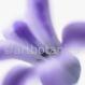 Hyazinthe blau-Scilla hyacinthoides