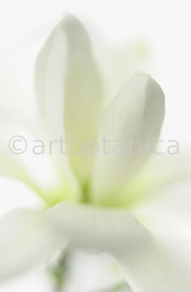 Sternmagnolie-Magnolia-stellata-8