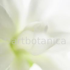 Sternmagnolie-Magnolia-stellata-3