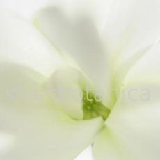 Sternmagnolie-Magnolia-stellata-13