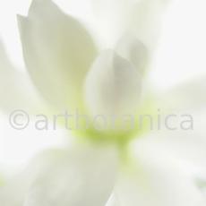 Sternmagnolie-Magnolia-stellata-10