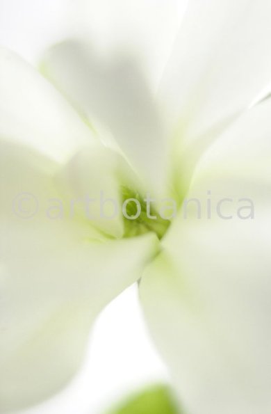 Sternmagnolie-Magnolia-stellata-12