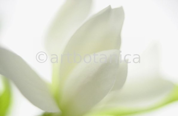 Sternmagnolie-Magnolia-stellata-6