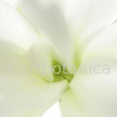 Sternmagnolie-Magnolia-stellata-12