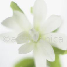 Sternmagnolie-Magnolia-stellata-14
