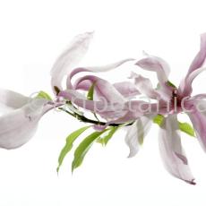 Magnolie-Magnolia-7