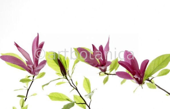Magnolie-Magnolia-3