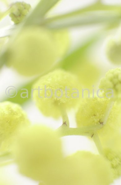 Mimose-Mimosa-pudica-4