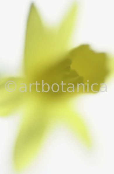 Narzisse-gelb-Narcissus-9