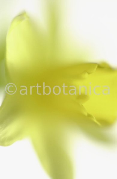 Narzisse-gelb-Narcissus-8