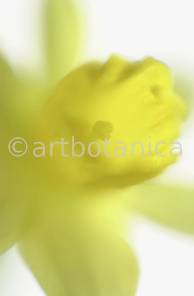 Narzisse-gelb-Narcissus-13