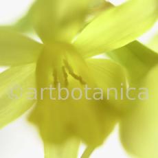 Narzisse-gelb-Narcissus-5