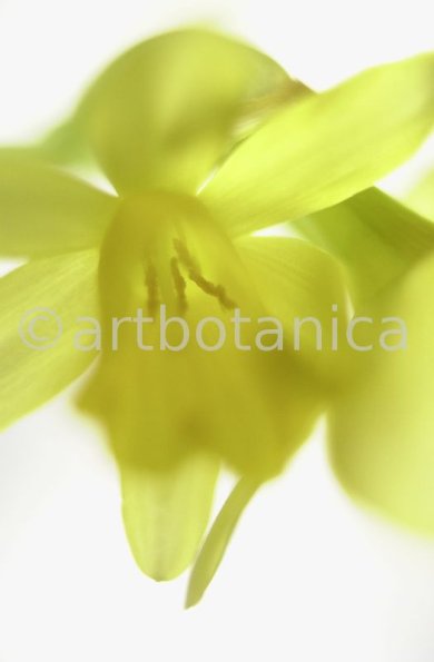 Narzisse-gelb-Narcissus-5