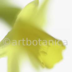 Narzisse-gelb-Narcissus-6