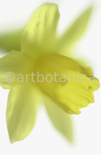 Narzisse-gelb-Narcissus-7