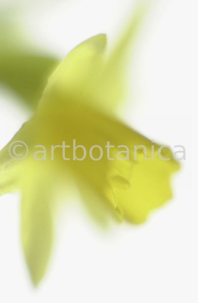 Narzisse-gelb-Narcissus-6