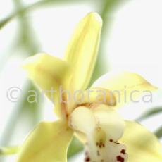 Orchideen-Cymbidie-15