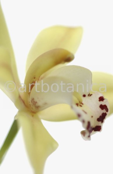 Orchideen-Cymbidie-11