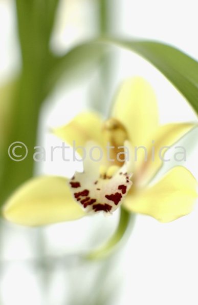 Orchideen-Cymbidie-20