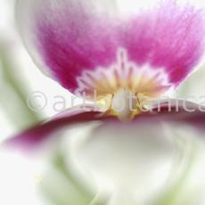 Orchidee-Miltonia-13