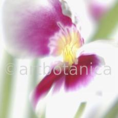 Orchidee-Miltonia-11