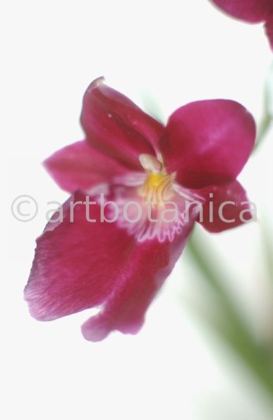 Orchidee-Miltonia-3