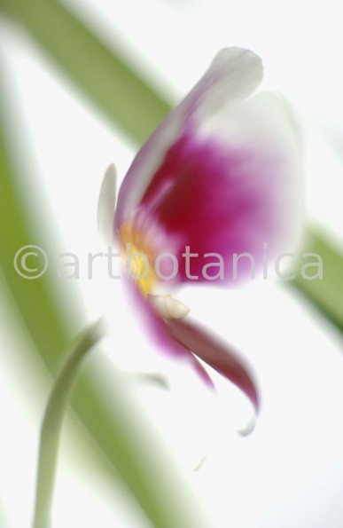 Orchidee-Miltonia-18