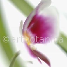Orchidee-Miltonia-18