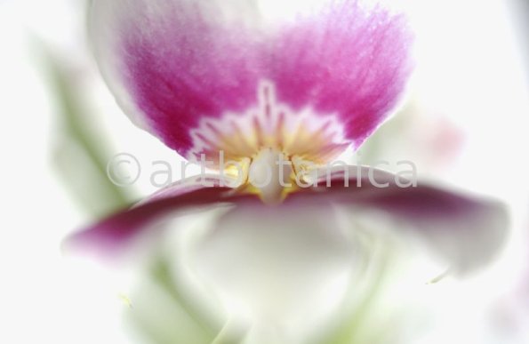 Orchidee-Miltonia-13