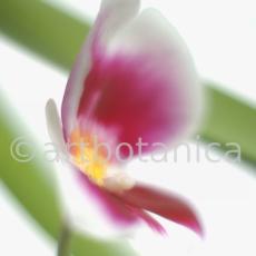 Orchidee-Miltonia-16