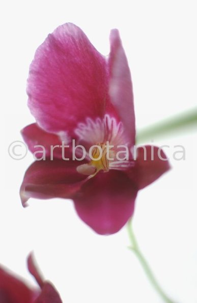 Orchidee-Miltonia-2
