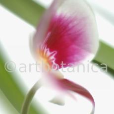 Orchidee-Miltonia-17