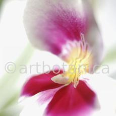 Orchidee-Miltonia-12