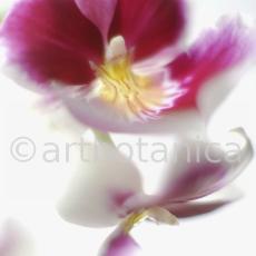 Orchidee-Miltonia-15