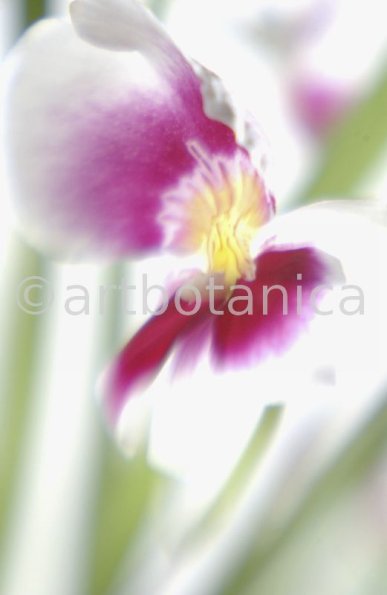 Orchidee-Miltonia-11
